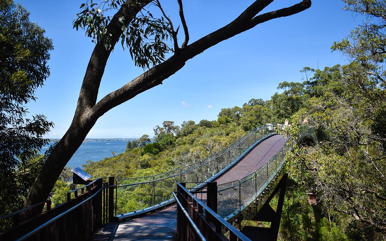 The Federation Walkway in Kings Park is a place to explore on your Perth itinerary