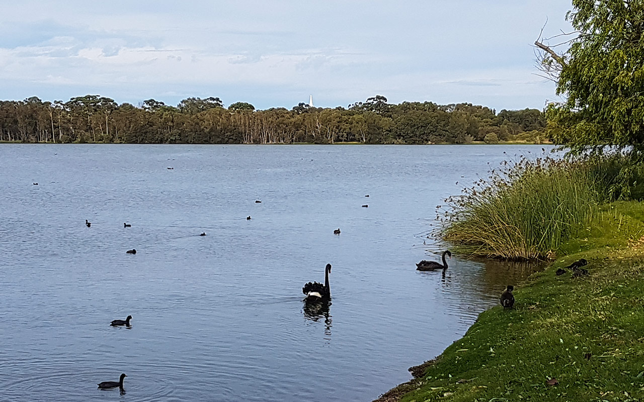See the black swans at Lake Monger when you visit Perth 
