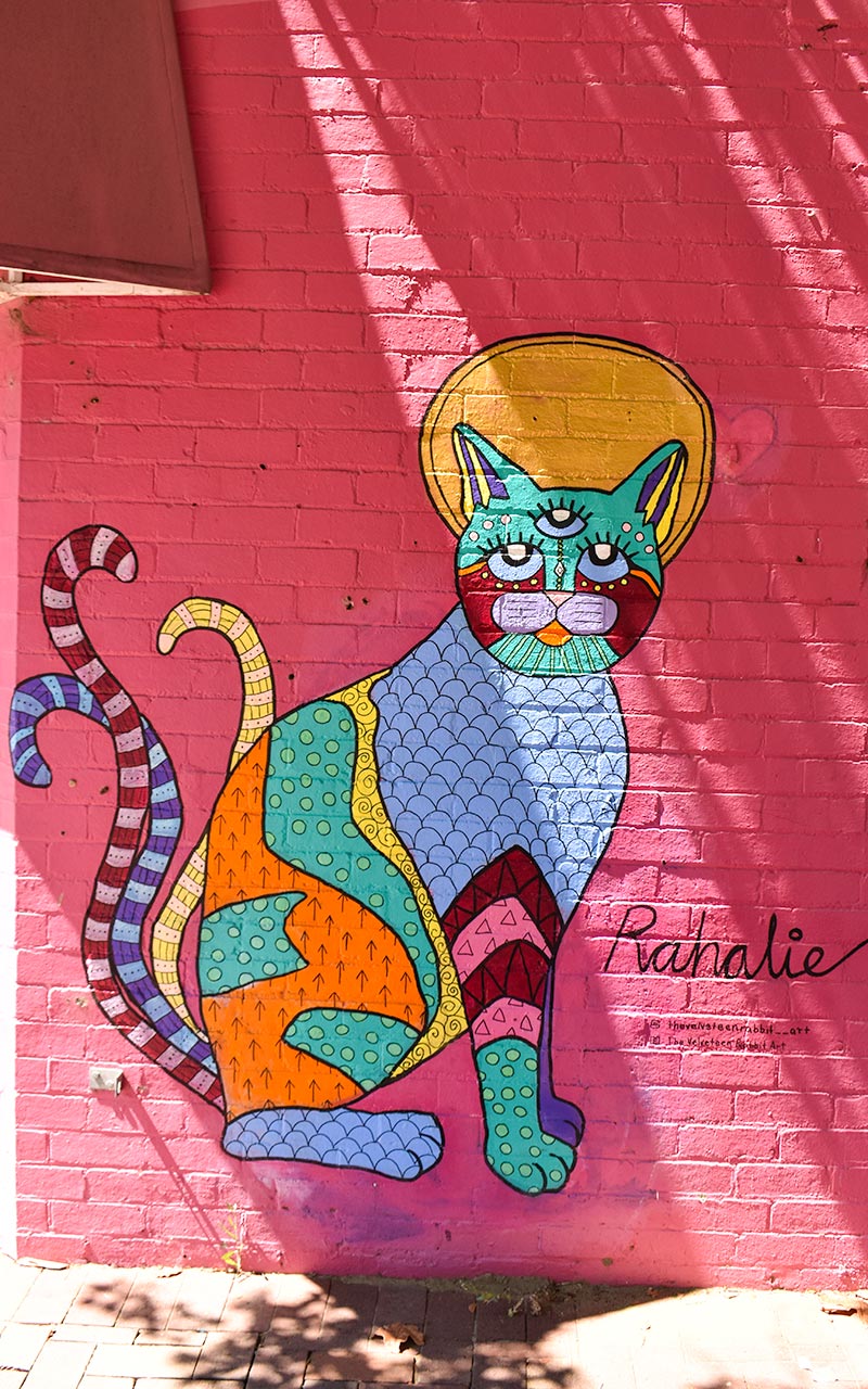 That's a hell of a colourful cat in Subiaco!