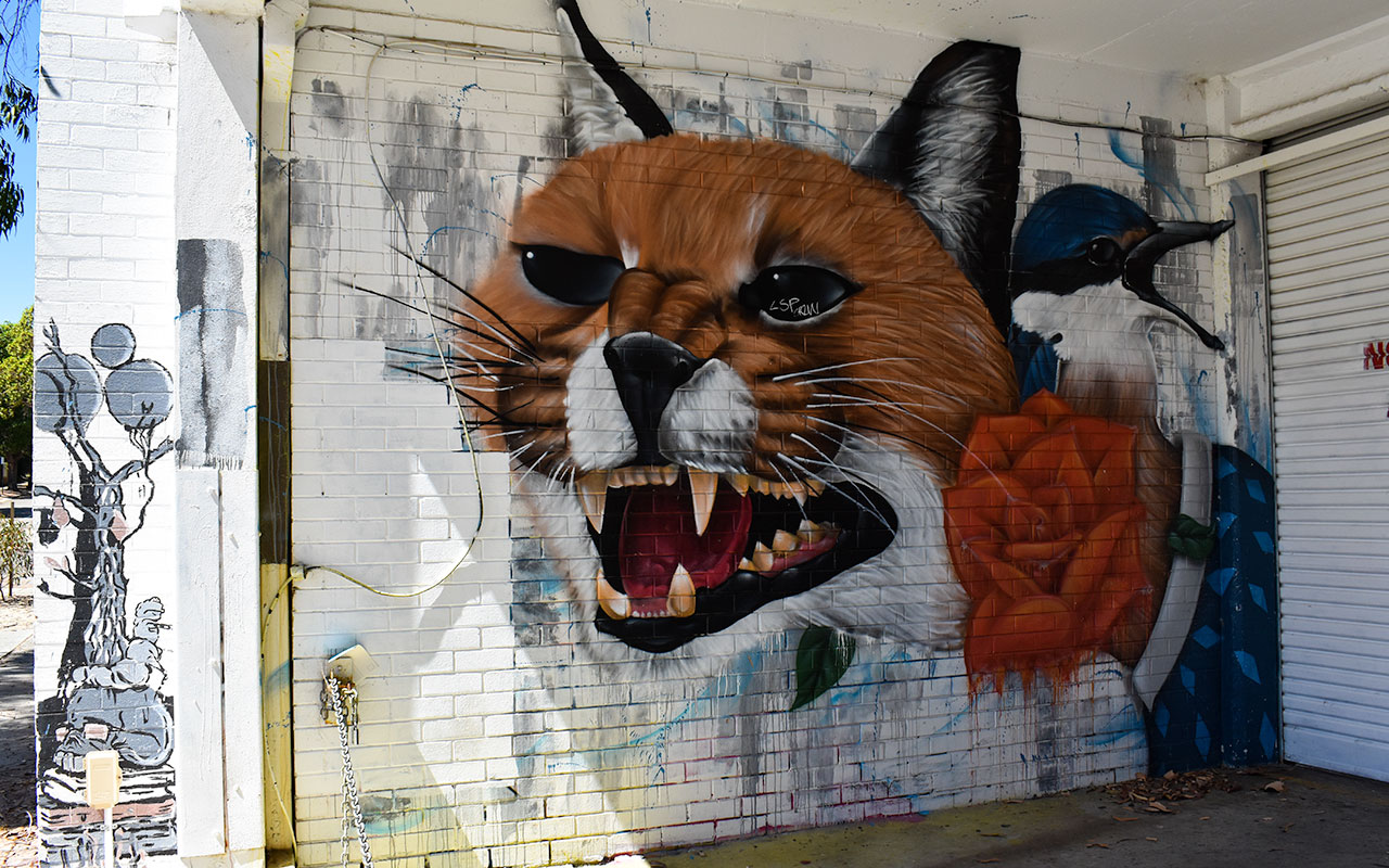 This is an angry fox but some great street art in Subiaco