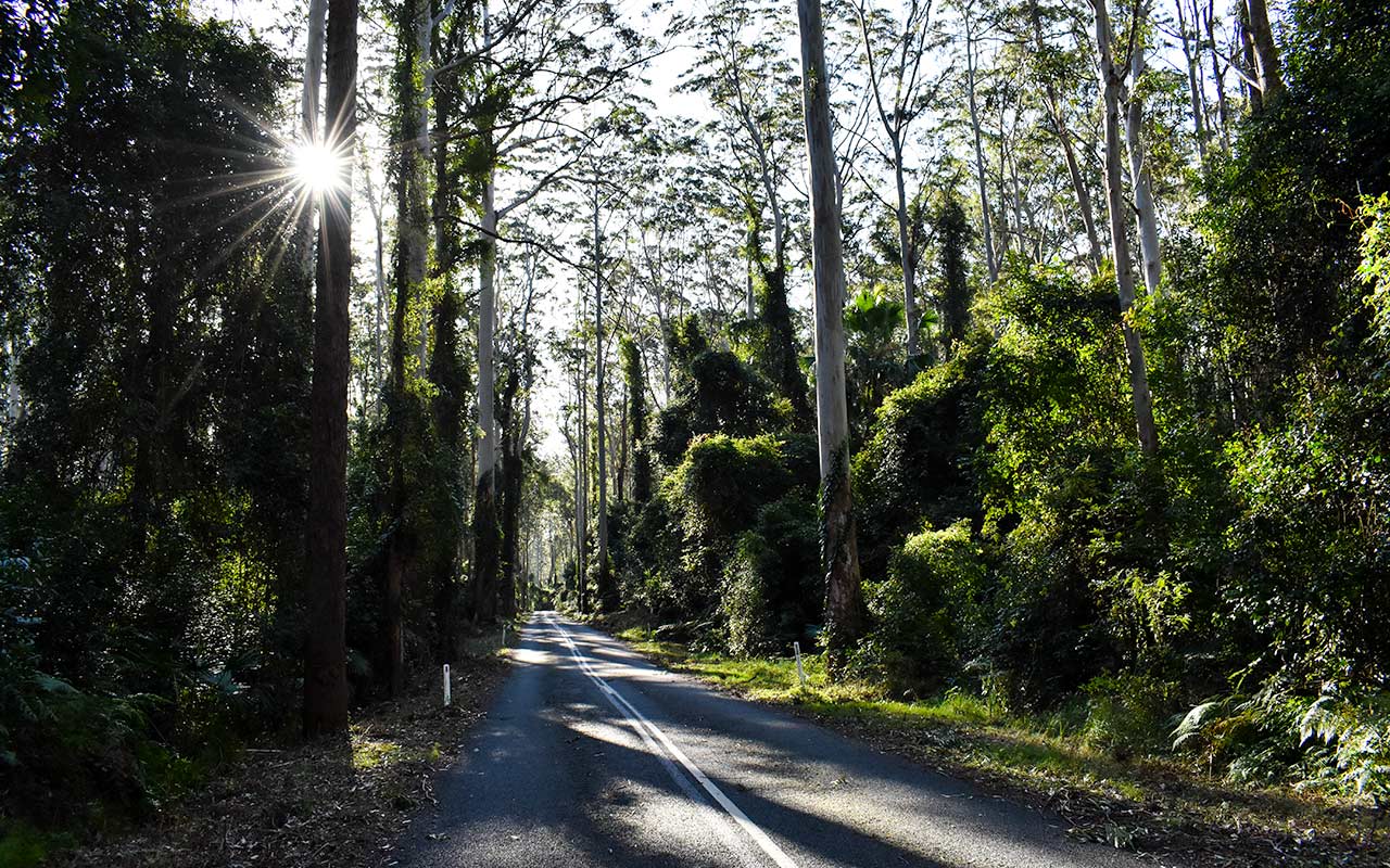 Drive through the beautiful forests of New South Wales