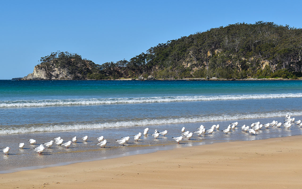 Seagulls on the beach at Batemans Bay