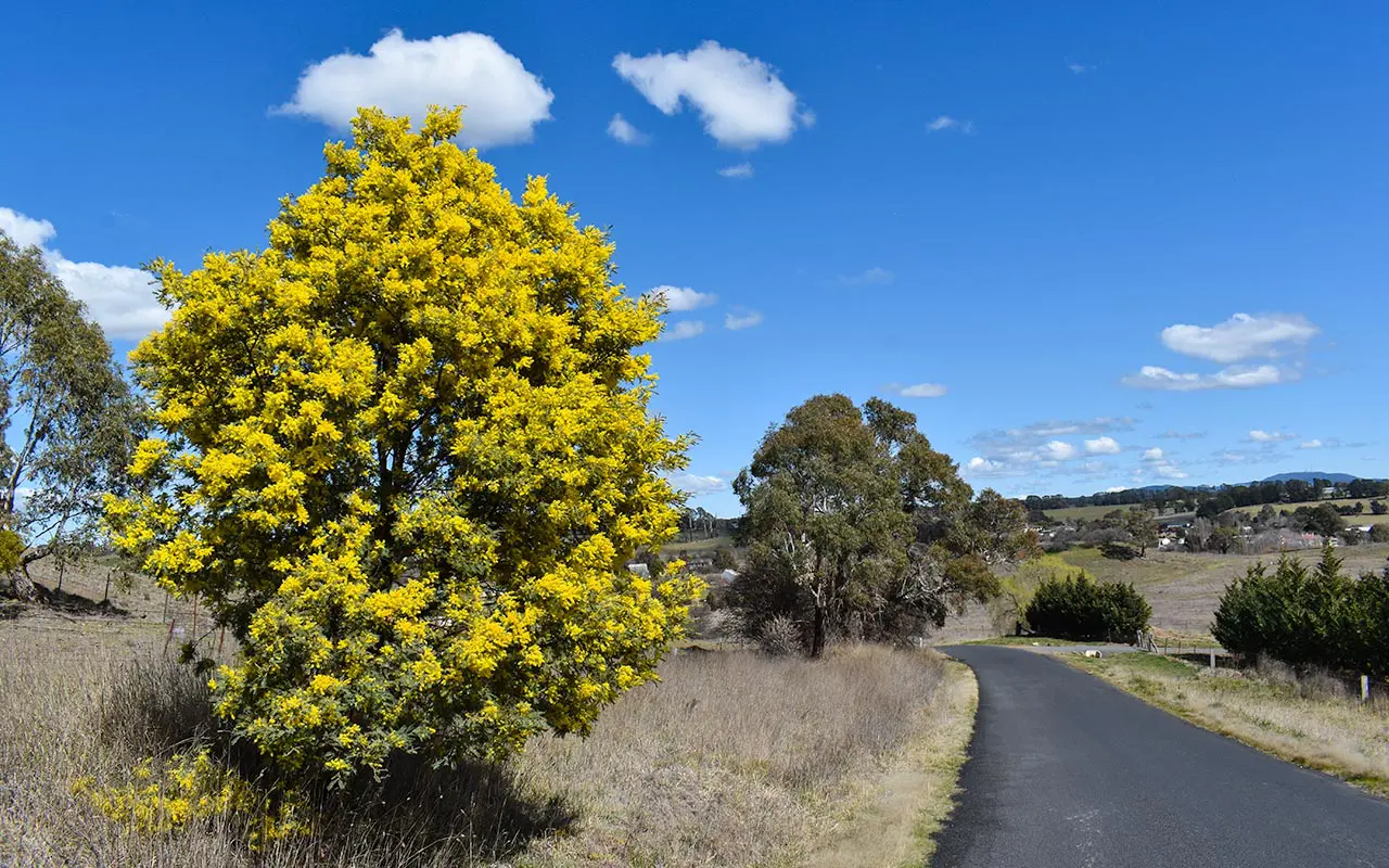 Wattle trees were in bloom on our visit to Orange