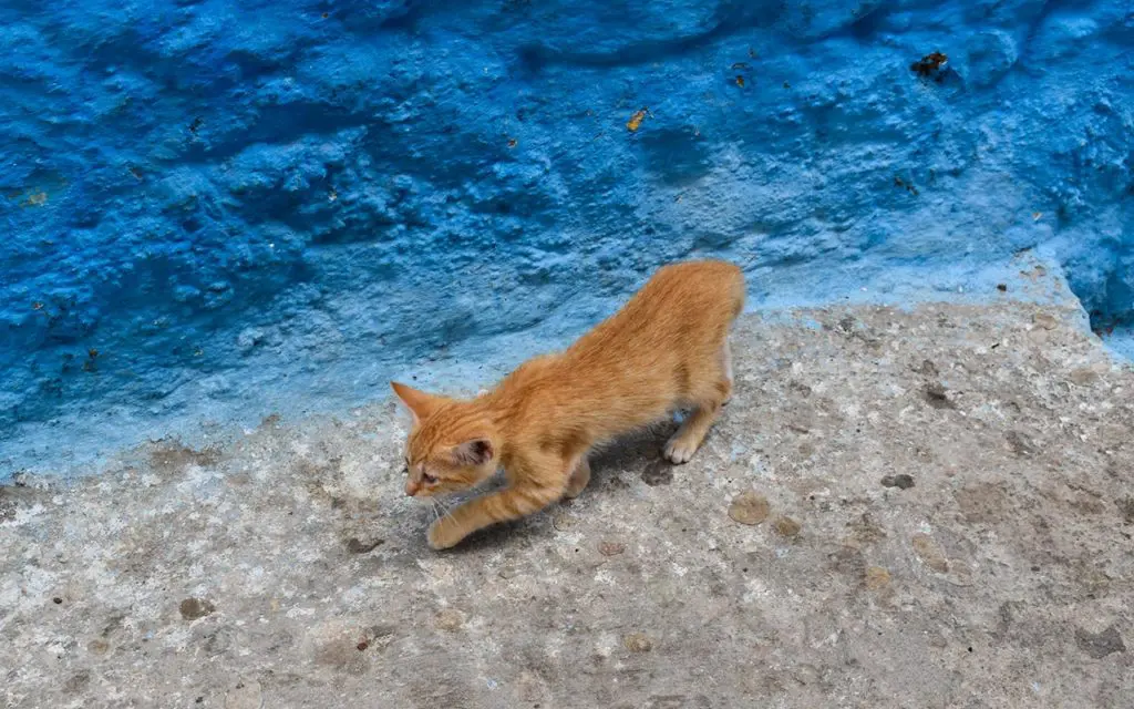 Cats are everywhere in Morocco