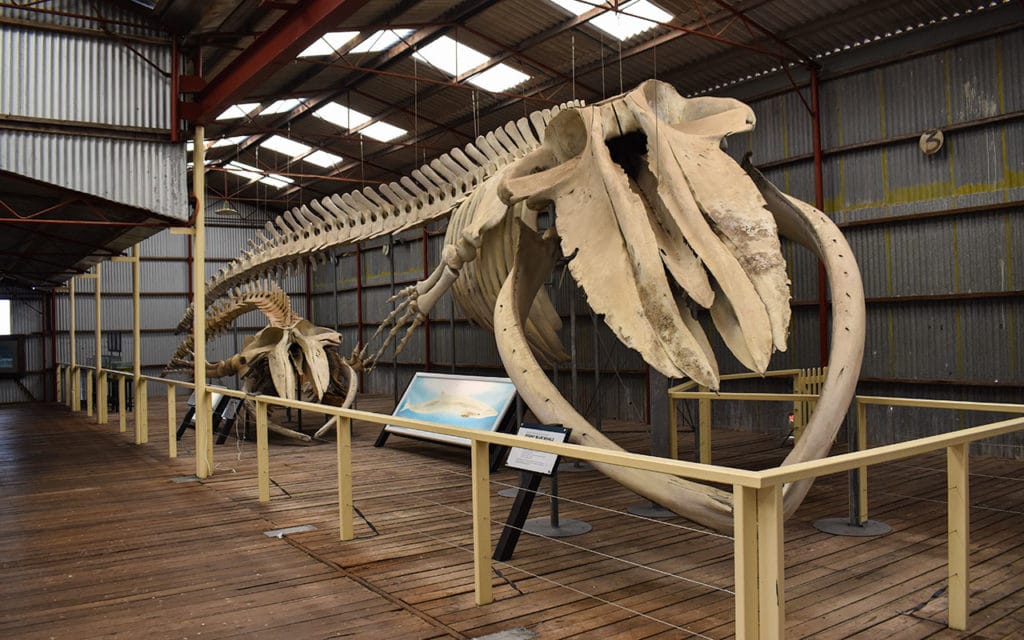 There are several complete whale skeleton in Albany