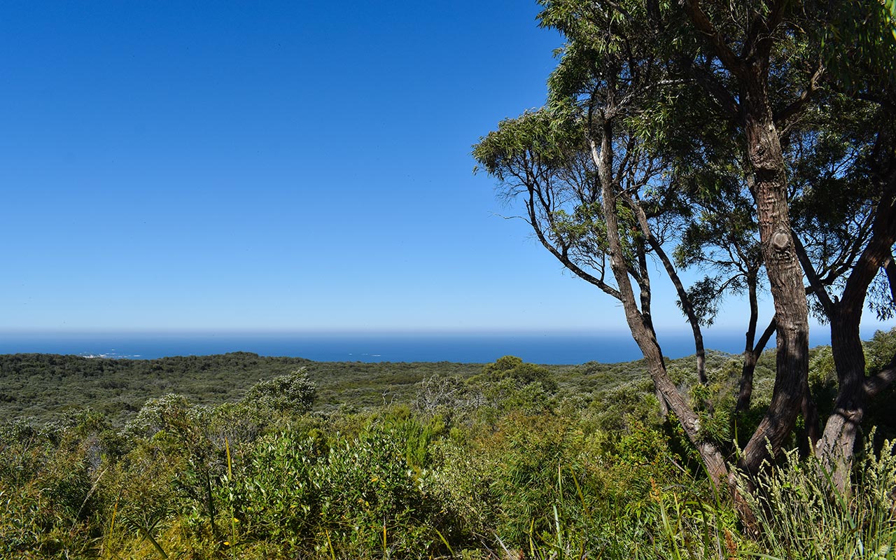 You can catch some sweeping views over the coast from the Boranup Karri Forest