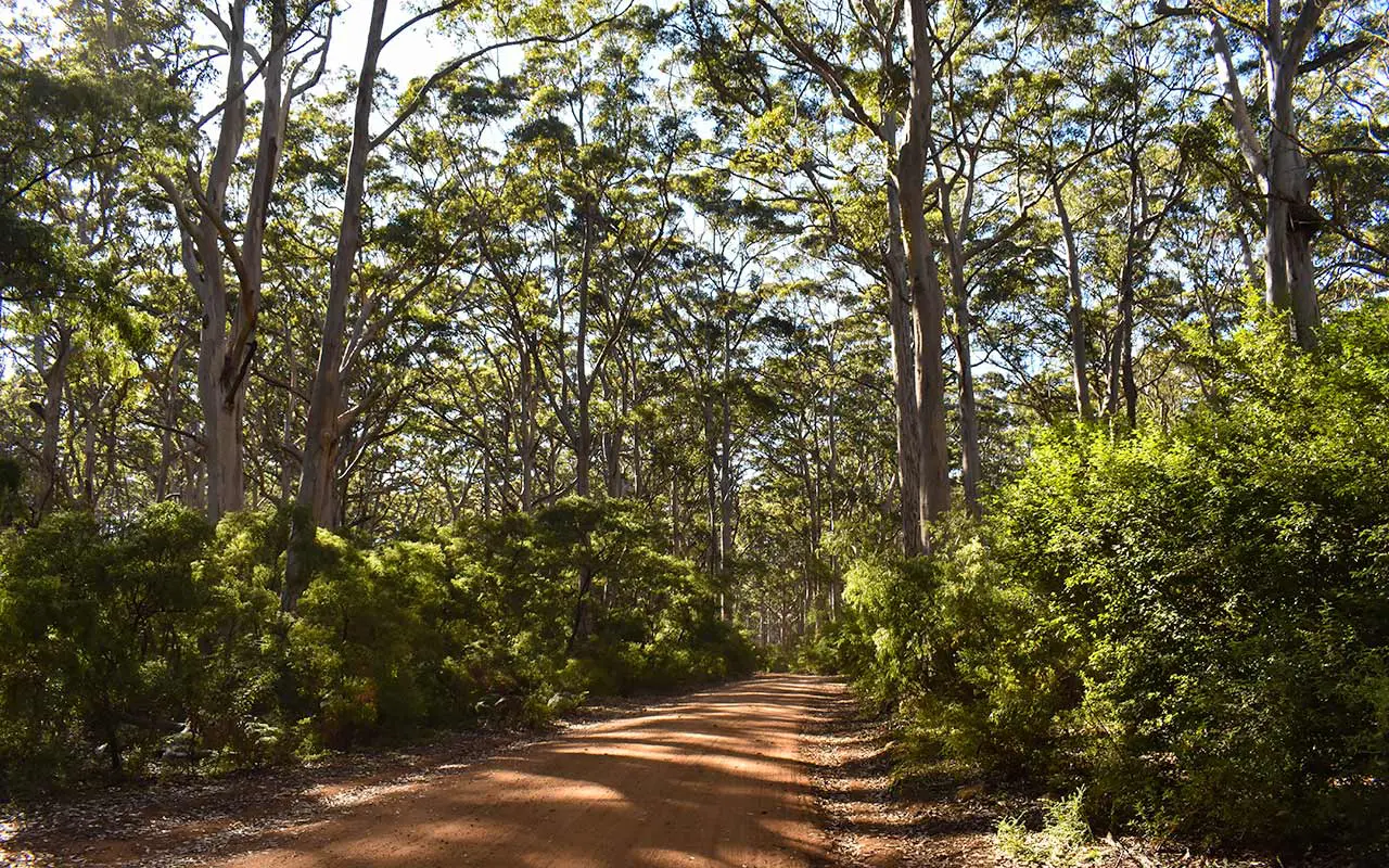 The Boranup Karri Forest has some really tall trees