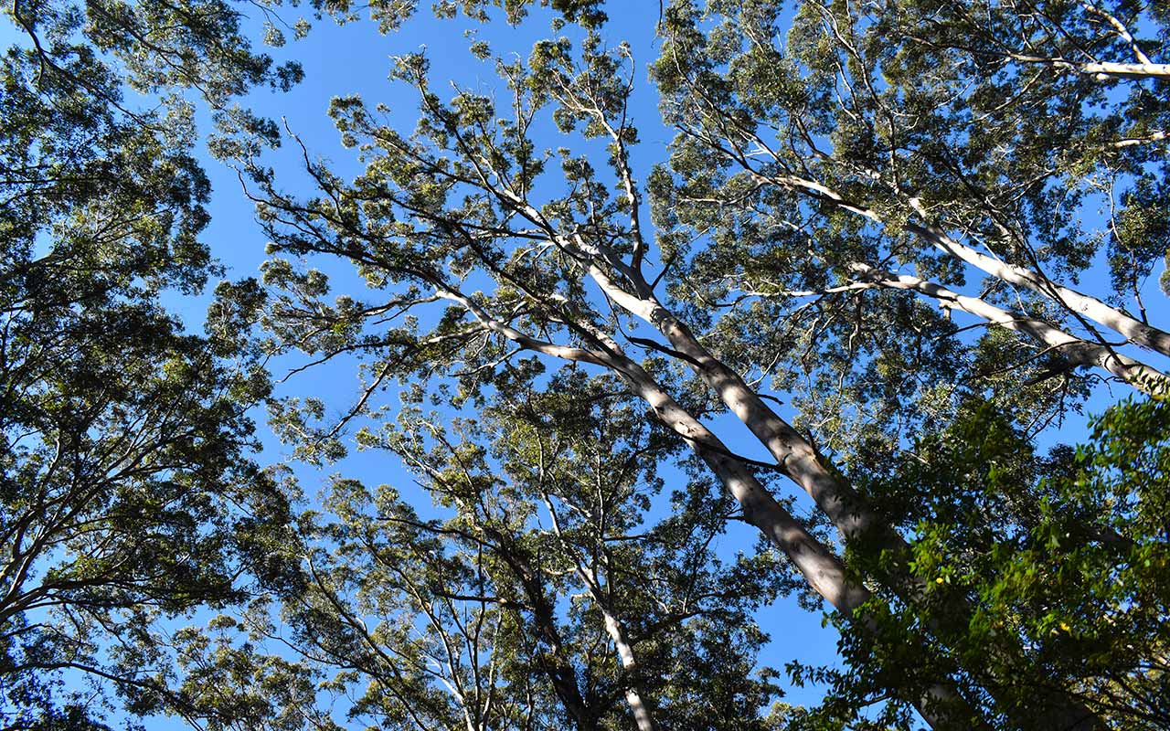 Look up into the trees when you visit the Karri Forest