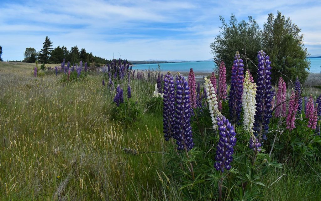 We were lucky to see wildflowers at Lake Pukaki