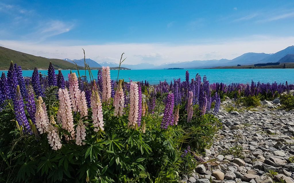 Lake Tekapo is a must see in New Zealand