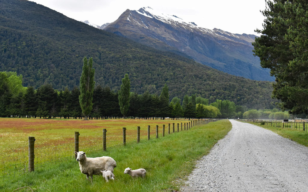 There are many sheep in Mount Aspiring National Park