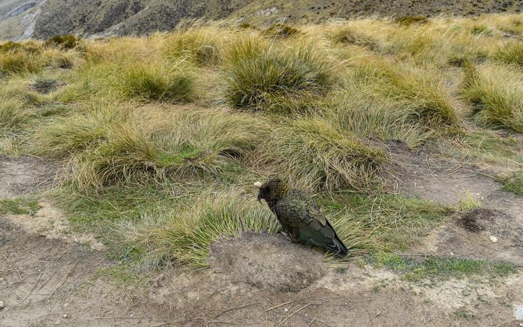 Kea is the national animal of New Zealand