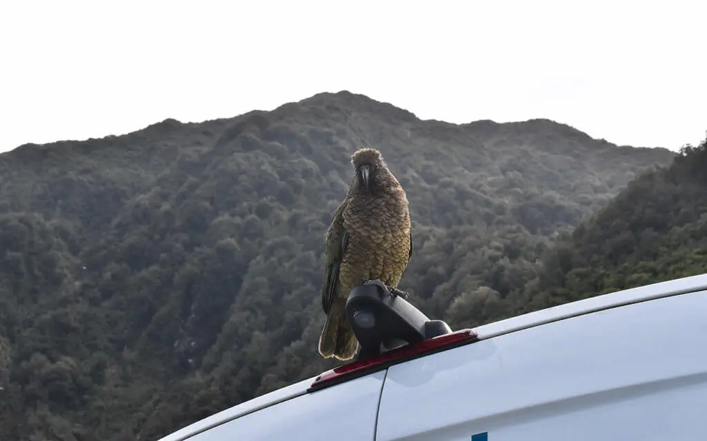 You can get close to the kea bird in New Zealand