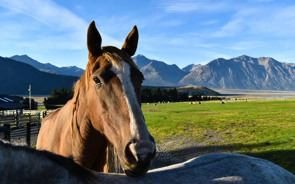 We stayed on a farm on a trip to New Zealand