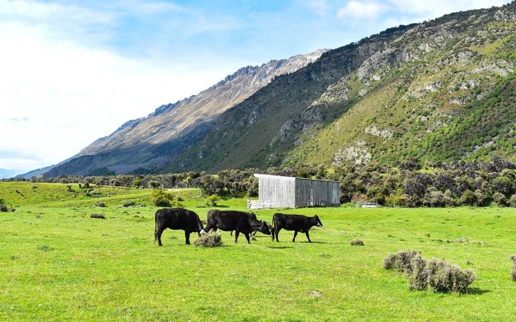 Walking in New Zealand will take you through farmland