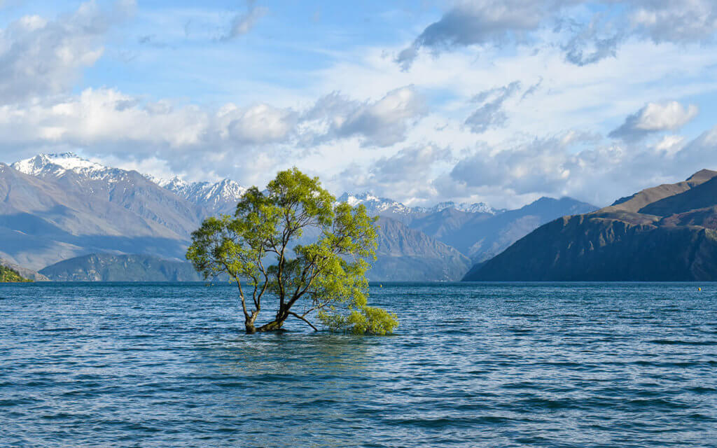 The Wanaka tree is famous around the world