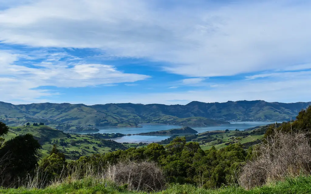 Akaroa Harbour has plenty of wildlife