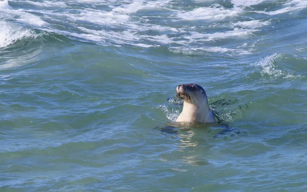 Sea lions live in the Banks Peninsula area