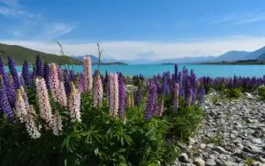 New Zealand lakes are a great scenic feature