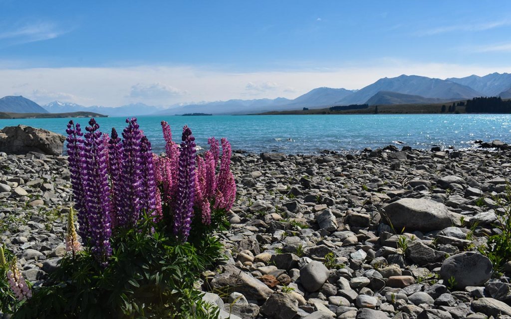 The flowers are beautiful in spring at Lake Tekapo