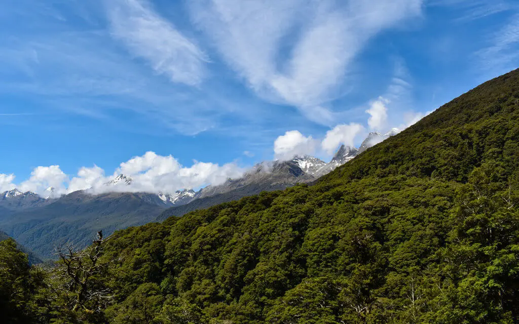 There is dense rainforest between Te Anau to Milford Sound