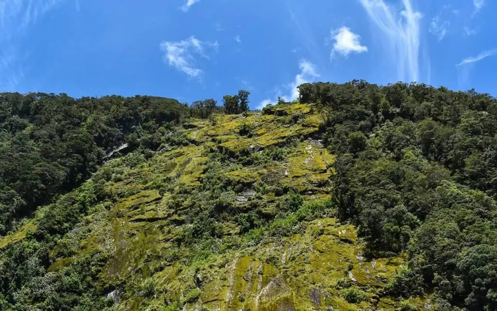 Milford Sound has tree avalanches
