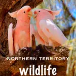 The Northern Territory has great wildlife