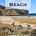 You can see kangaroos on the beach on the NSW South Coast