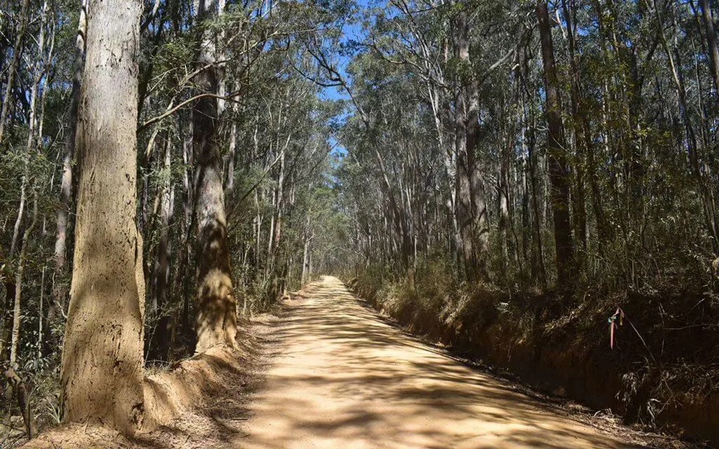 The road to Pigeon House Mountain is deep in the bush