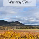 The Mudgee wineries are some of the best in NSW