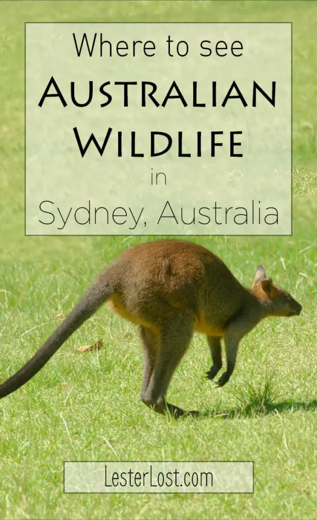 You can see some wildlife at the Basin, Sydney