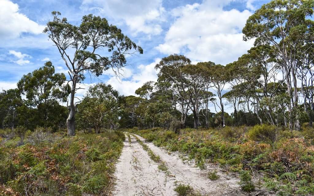 There are many sandy trails on Maria Island