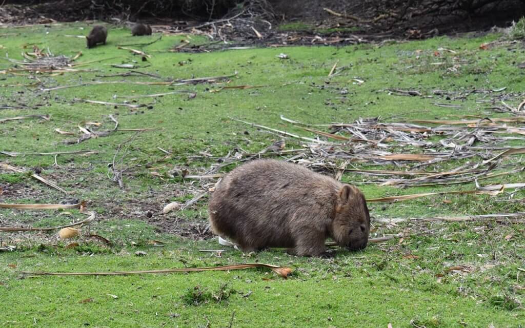 Wombats are delightful wild creatures