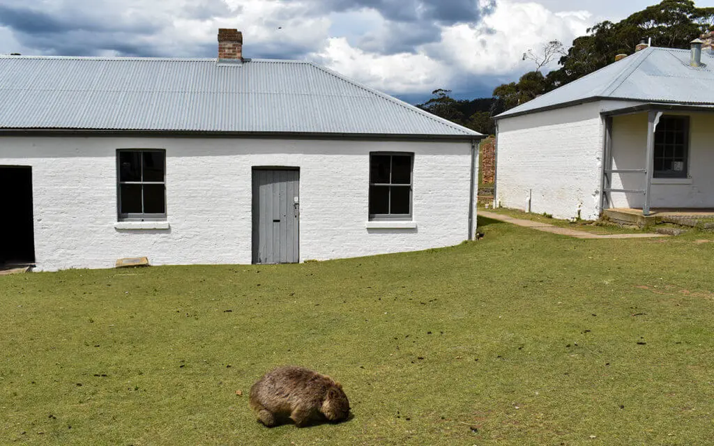 Wombats roam freely around Darlington