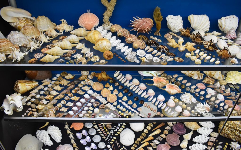 There is an impressive shell collection at the Historic Whaling Station in Albany