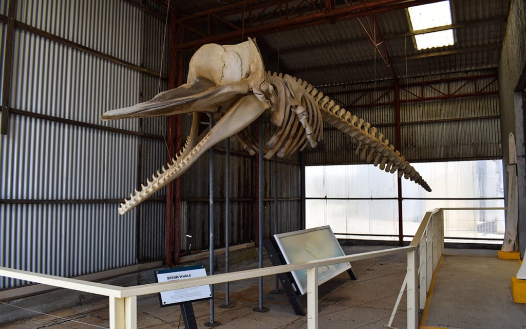This sperm whale skeleton gives you an idea of how big they are