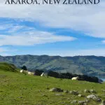 Akaroa in New Zealand has plenty of sheep