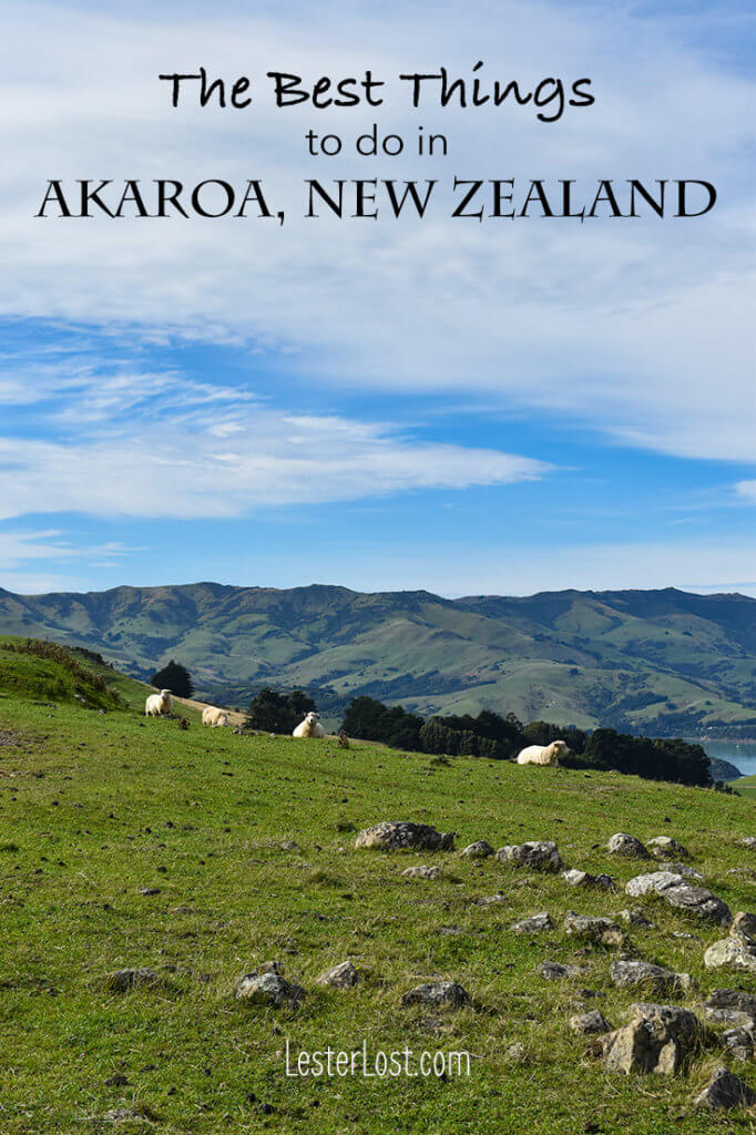 Akaroa in New Zealand has plenty of sheep