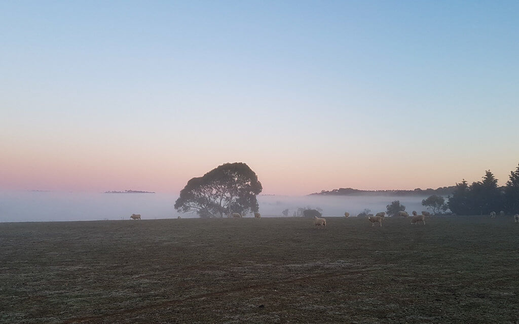 The fog slowly rises on the farm in Lucknow, near Orange NSW