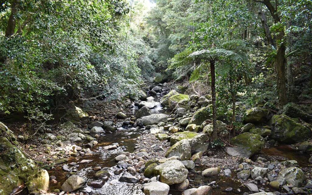 Minnamura Rainforest has a unique bushwalking trail